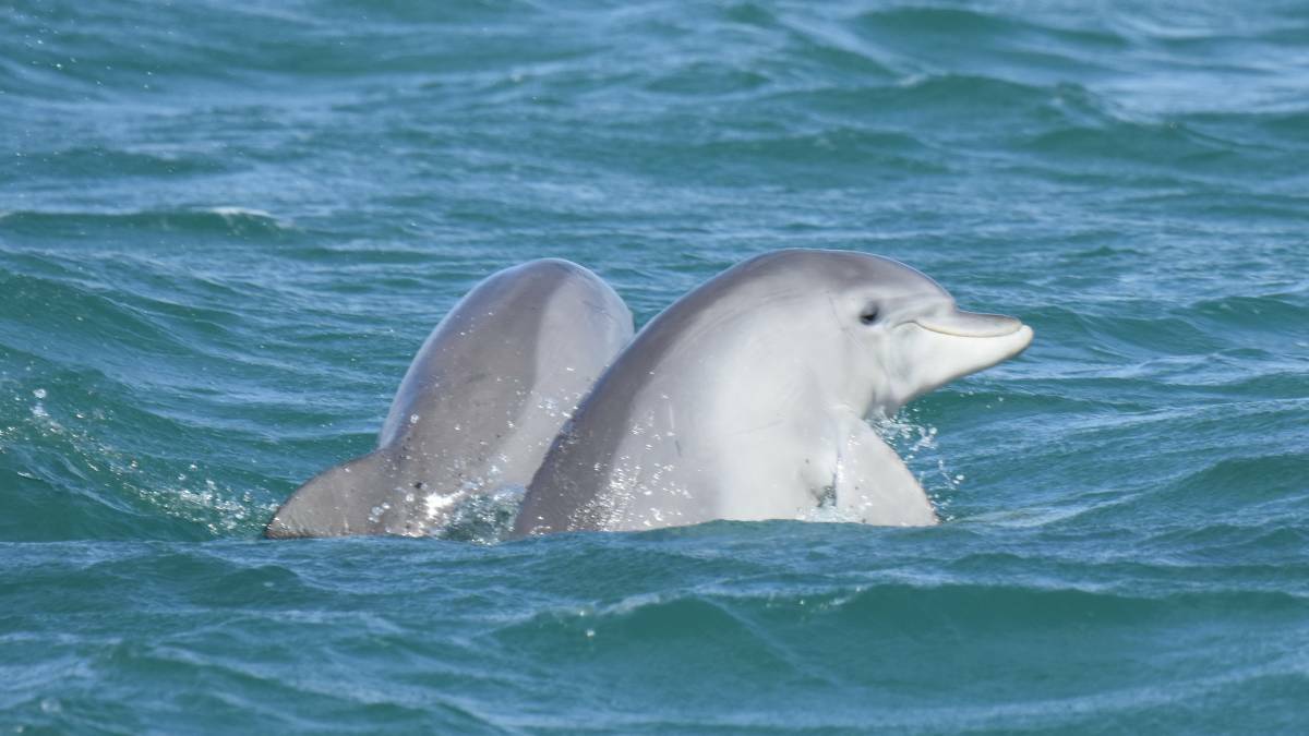 Dolphin researchers have recorded male dolphins engaged in "homosexual behaviour". Photo: Krista Nicholson.
