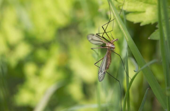 Mosquito management methods were stretched to nearly 900 hectares more than planned for in the 2017/18 season, a local government report has revealed. Photo: iStock.
