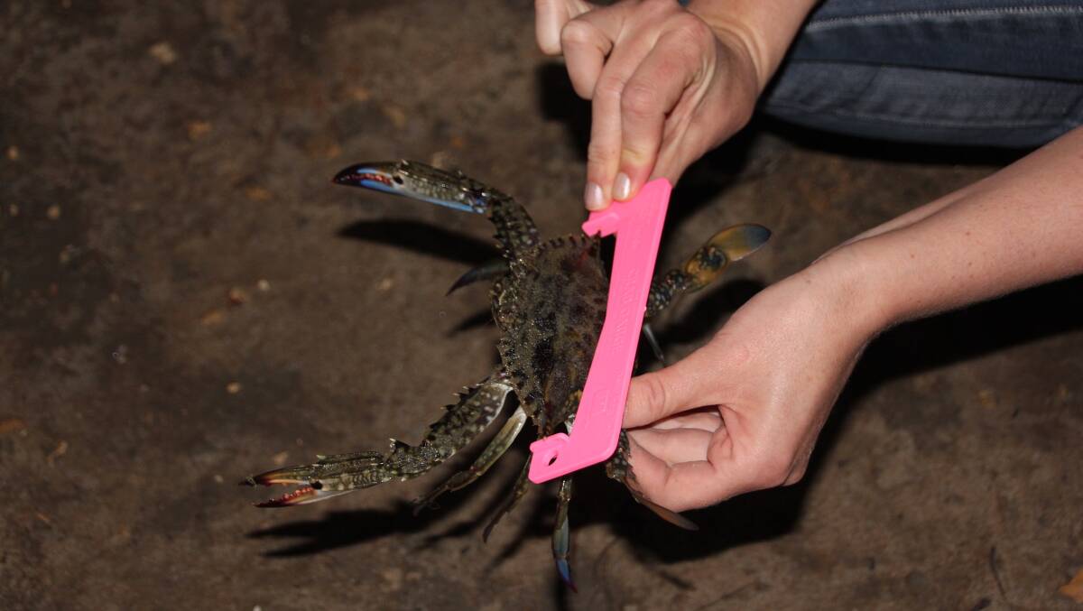 Many blue swimmer crabs near Mandurah are still too small to take after the Peel Harvey Estuary experienced cooler temperatures over the past year. Photo: Supplied.