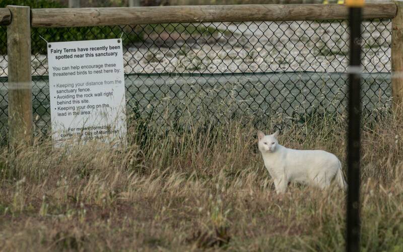 Pleas to shake-up national laws on feral cats after mass bird killing