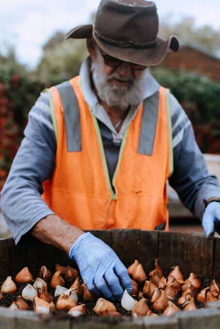 Dr Bob Longmore plants the first of 10 000 bulbs for the Nannup Flower and Garden Festival. Image supplied.
