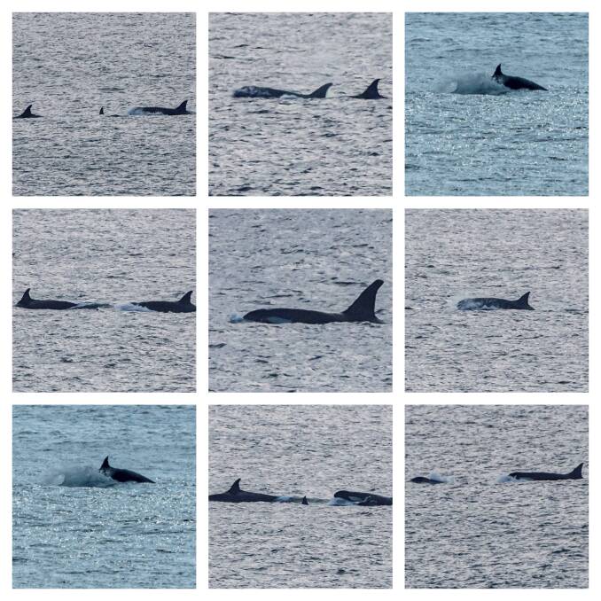 A pod of 20 orcas were spotted swimming off Cape Naturaliste on Sunday. Photos by Ian Wiese.