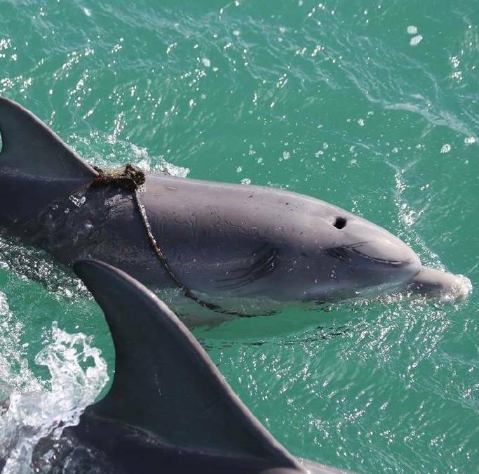 Free: Baby dolphin Halo has been freed from entanglement. Photo: Harry and Sally Kirby from Mandurah Dolphin Rescue.