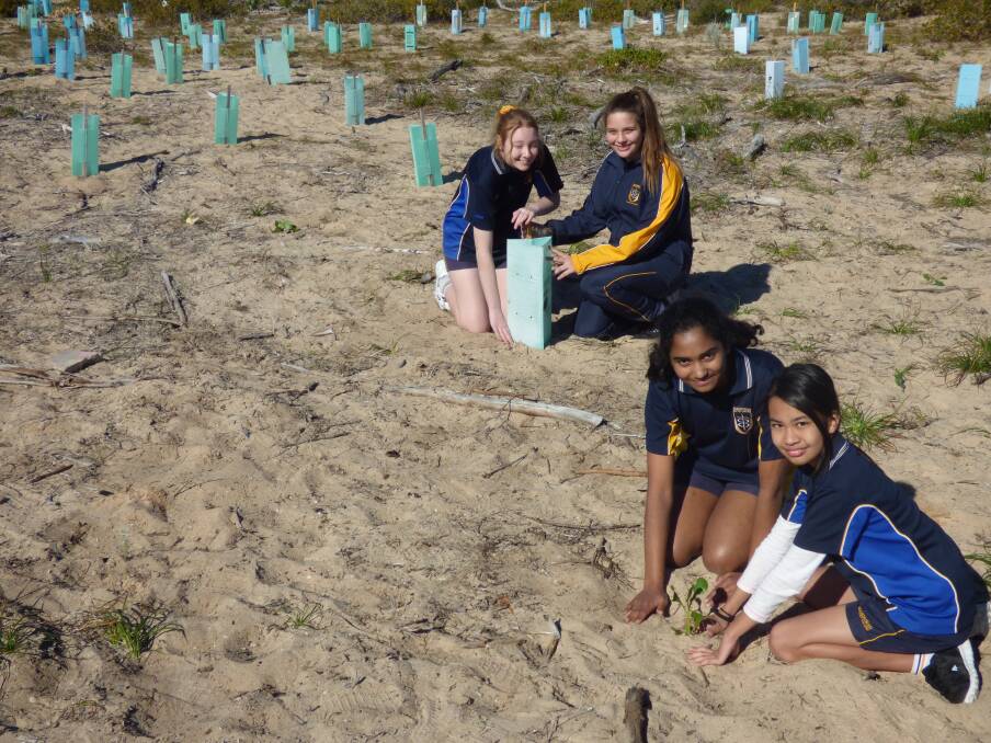 Trees a crowd: Mandurah Baptist College students take part in the Preston Beach Dune Rehabilitation project. Photo: supplied.