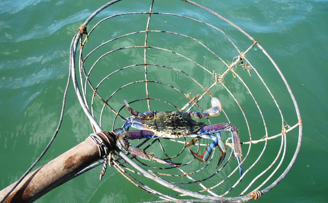 Mandurah fishermen concerned over slow start to crabbing season