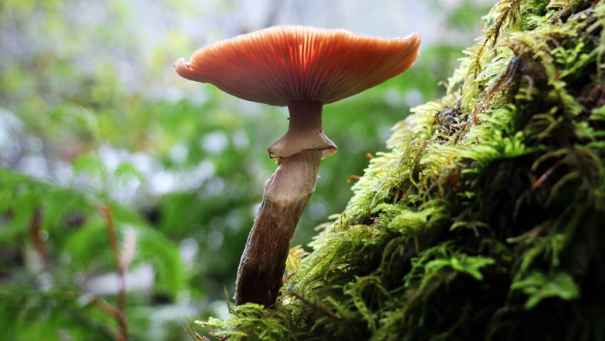 Jarrahdale Historical Society's upcoming walk will explore the world of fungi. Photo: iStock.