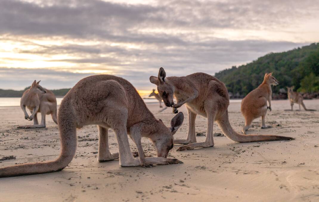 Kangaroos and wallabies at sunrise on the beach at Cape Hillsborough. Pictures: Michael Turtle