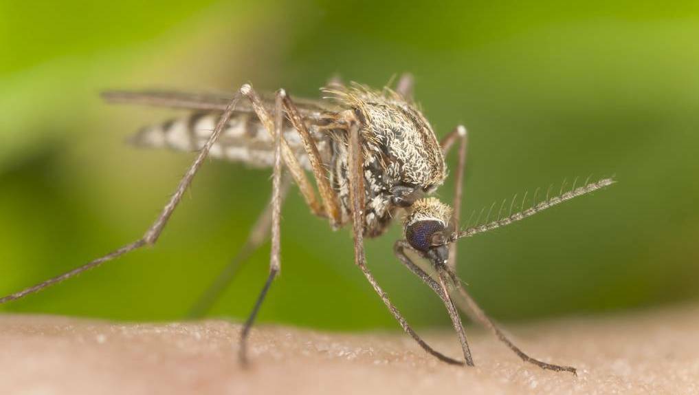 La Nina conditions: Mosquito populations have been targeted through three treatments so far this seaosn. Photo: File image.