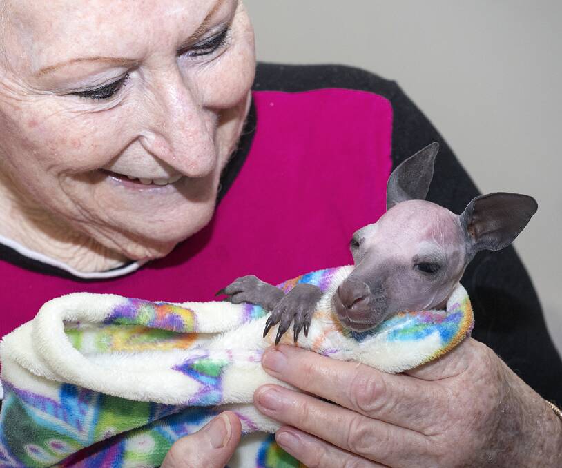A joey recently taken to Mandurah Just Joey Marsupial Care. Photo: Supplied.