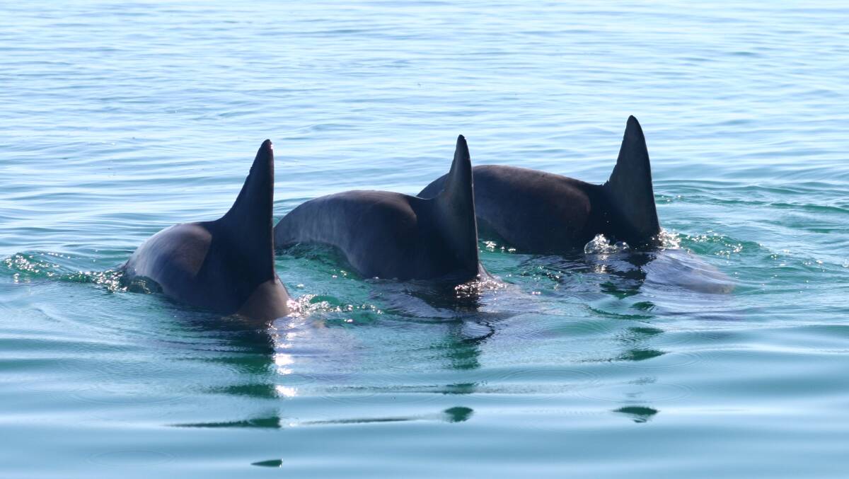 Trio of allied males rely on synchronous movements and vocals to maintain social bonds. Photo: Dolphin Alliance Project