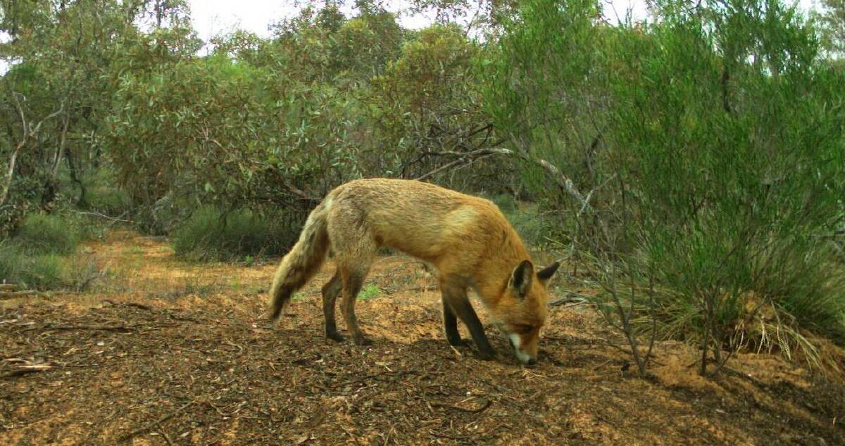 Get advice on fox control from the PHBG. Picture: File image.
