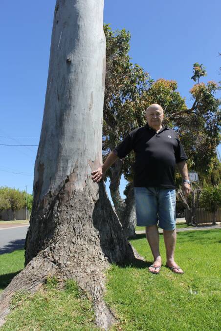Mandurah resident Craig Cormack has been pleaing with the council to let him cut down a gum tree in his front yard. Photo: Claire Sadler.
