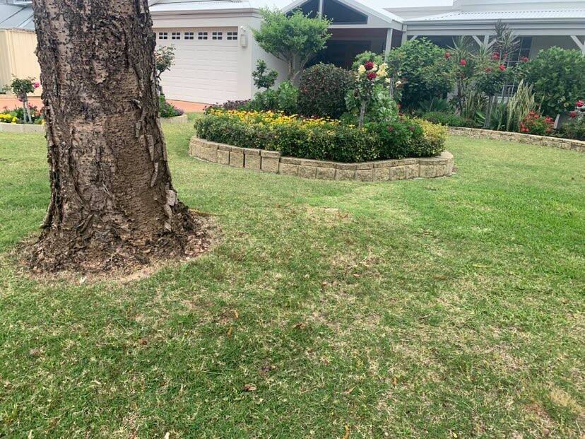 Norfolk Island pine roots have lifted gardens in Cox Bay. Photo: Claire Sadler.