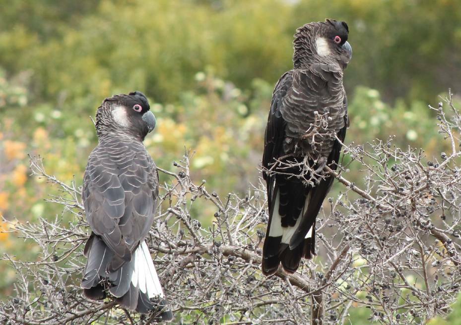 The federal government has announced a $3 million investment through its Environment Restoration Fund to protect the Carnaby's Black Cockatoo. Photo: File image.