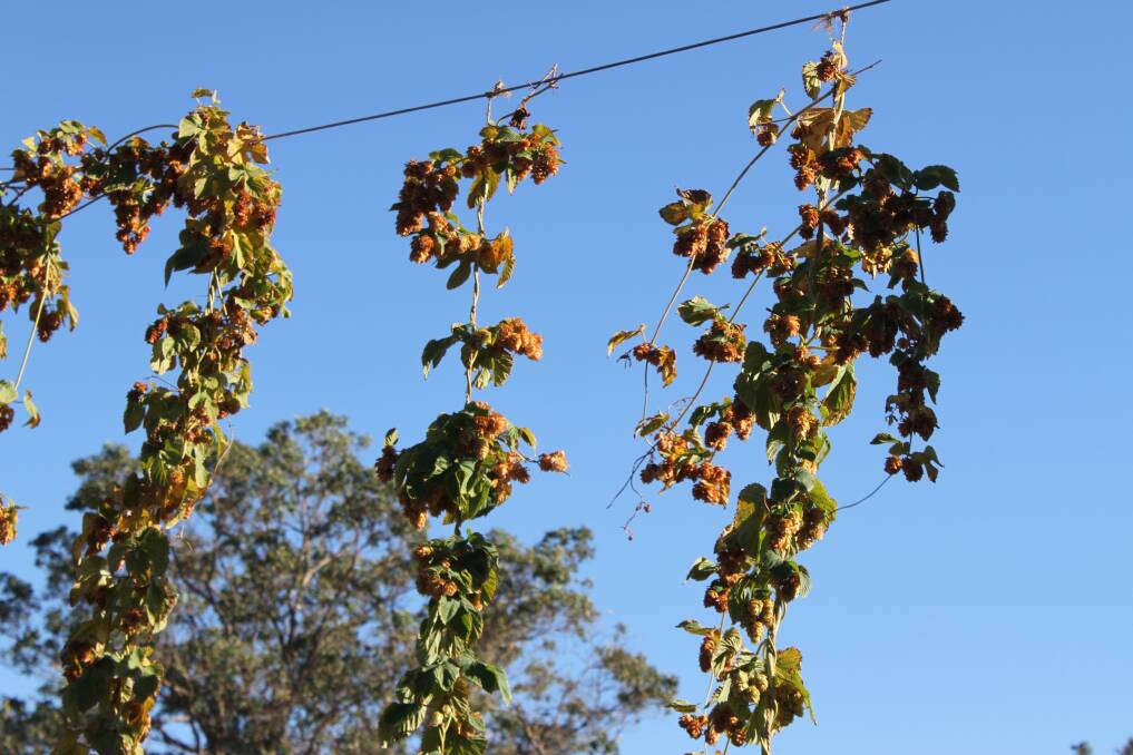Hops growing at Broad Island Brewery. Picture: Claire Sadler.