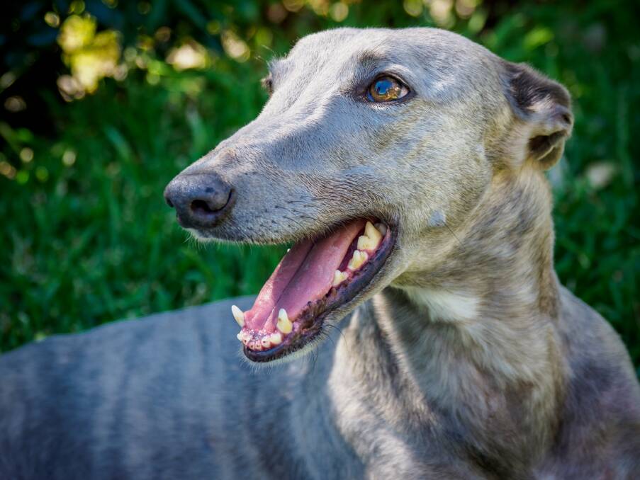 Two greyhounds were injured while racing in Mandurah last weekend. Photo: File image.