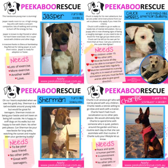 Some of the many dogs currently needing adoption at Peekaboo Rescue. Photo: Supplied.
