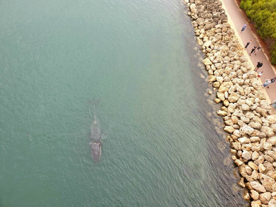 Mandurah Mail readers captured photos of the whale on Tuesday and Wednesday morning as it swam through the Dawesville Cut. Photos: Supplied.