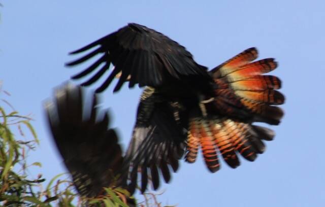 Black cockatoo. Photo: Bernhard Bischoff
