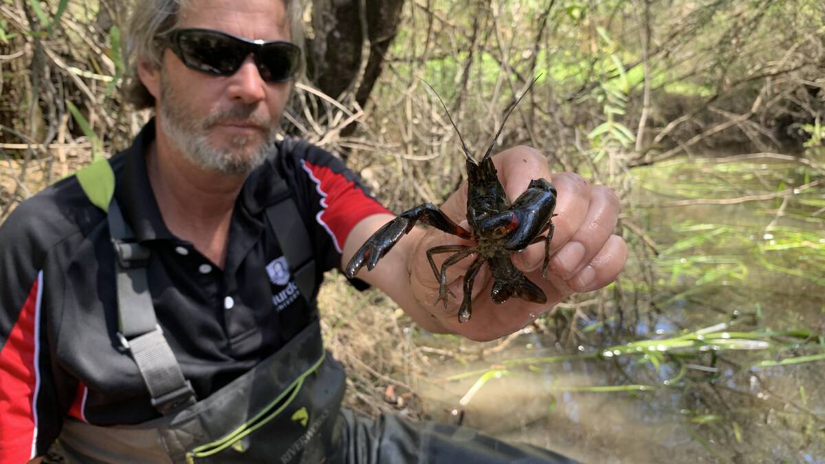 PRESERVATION: Dave Morgan shows off one of the freshwater crustacean species at
Lowlands.