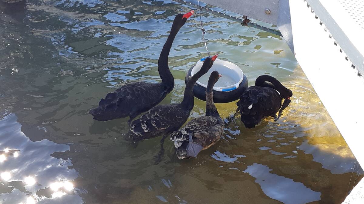 Julia Samuel of Erskine shared this photo of a little family of swans that started off with four offspring but now has only two. Email your photo to editor@mandurahmail.com.au 
