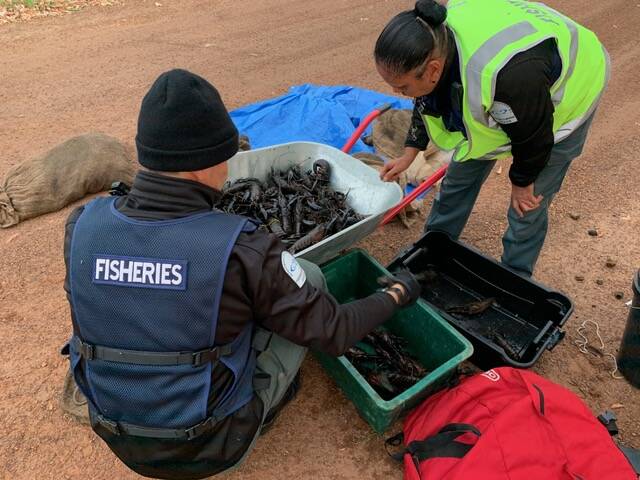 SCOOP: DPIRD compliance officers process some of the seized marron. Photo: Supplied.
