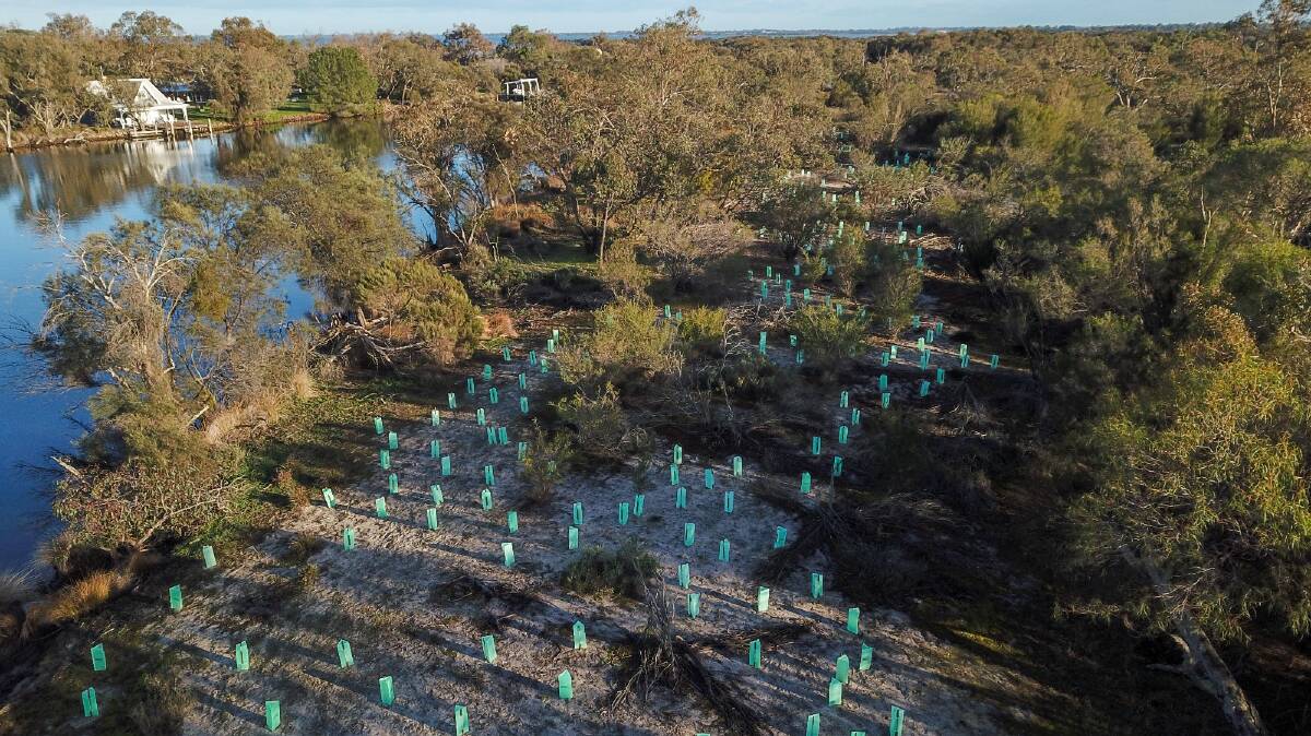 An aerial view of Greening Australia's plantings on Jeegarnyeejip Island on the Murray River.