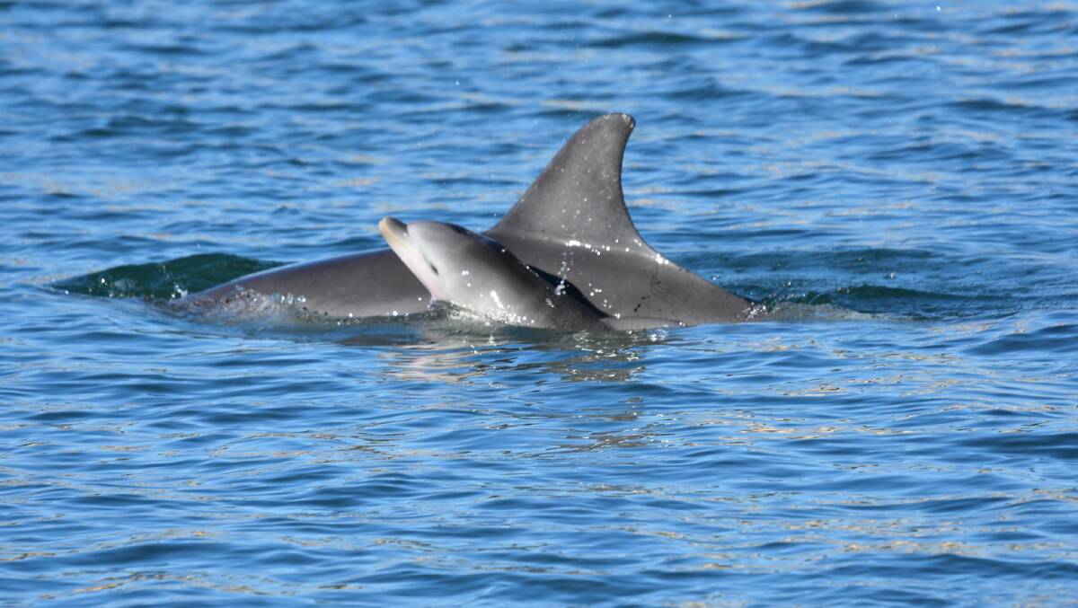 New life: Willow and her brand new calf. Photo: Mandurah Volunteer Dolphin Rescue Group.