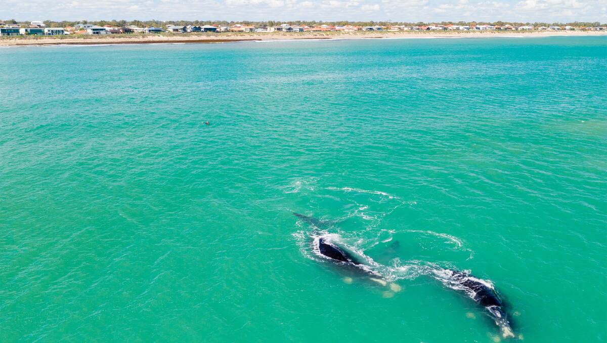 Matthew Smith sent in this awesome drone shot of whales and a bodyboarder off Madora Bay beach. Email your photo to editor@mandurahmail.com.au
