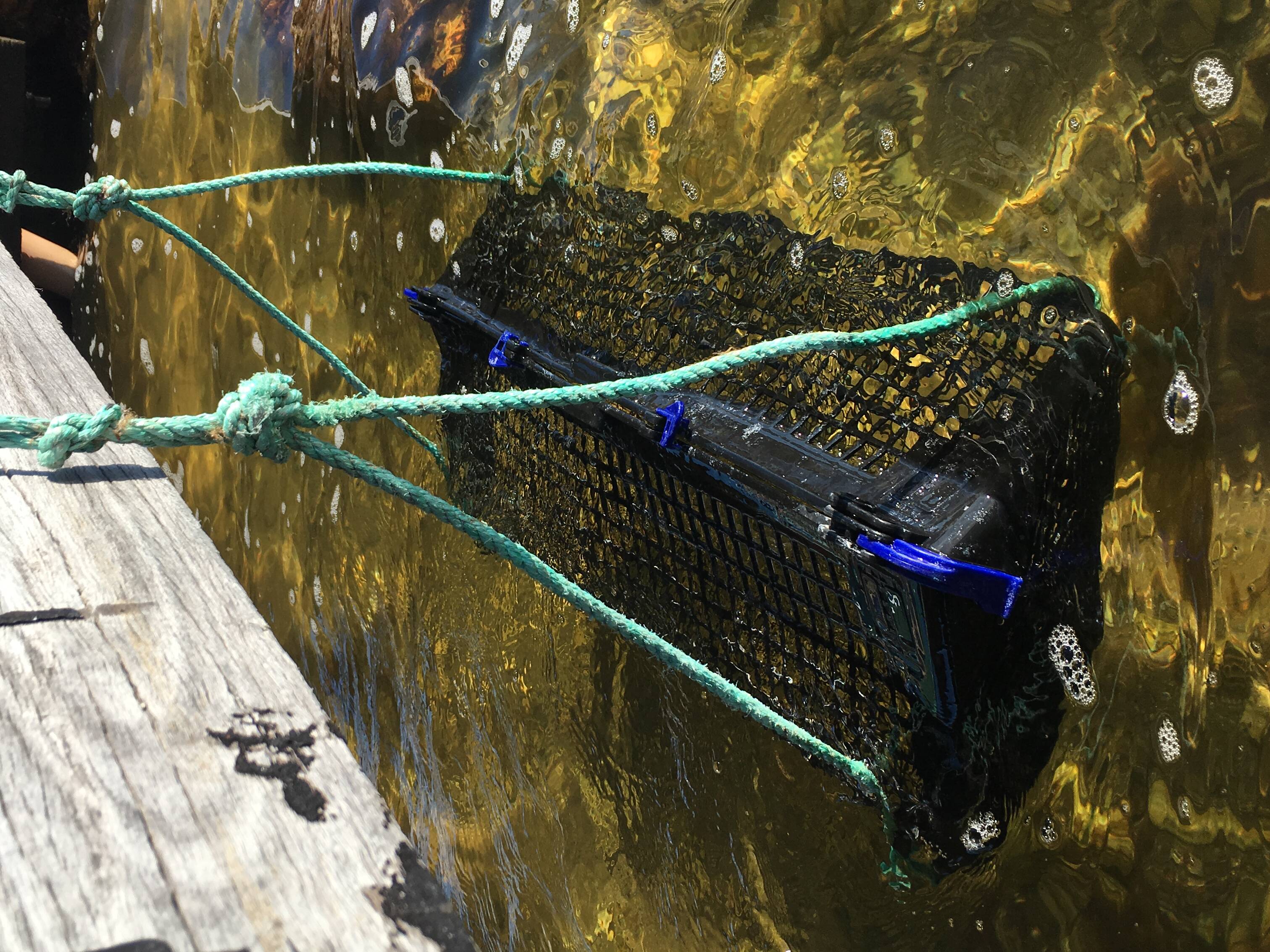 The Nature Conservancy restores mussel reefs in the Peel-Harvey Estuary, Mandurah Mail