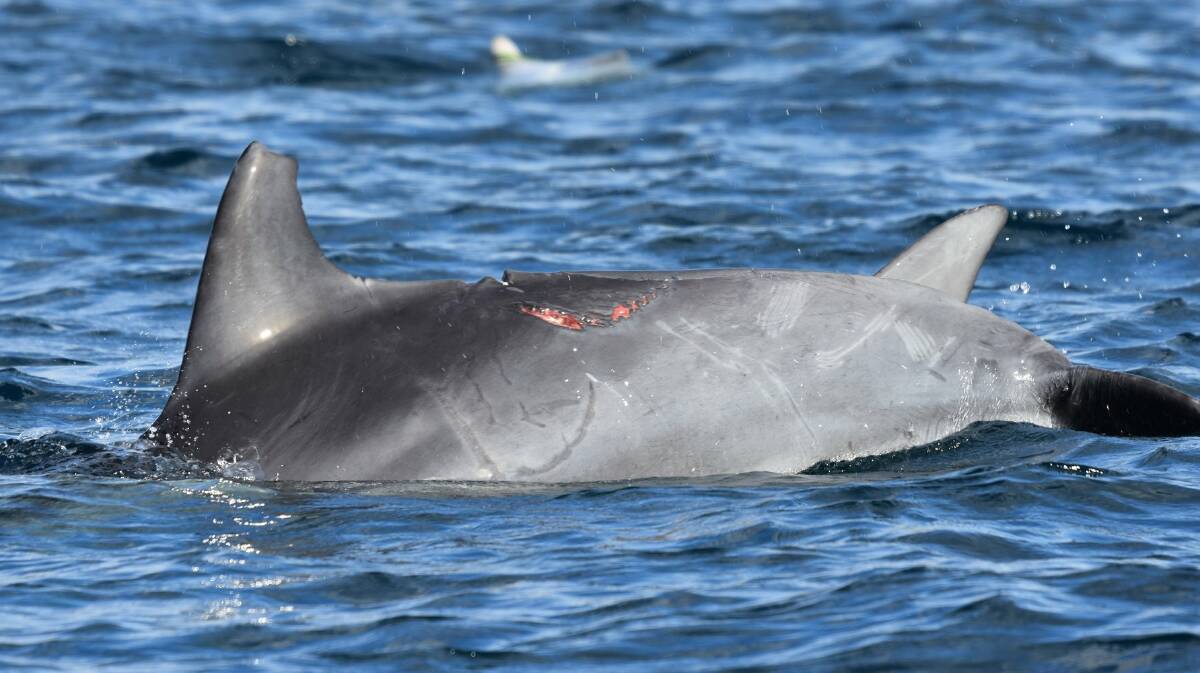 Breeding female Joy was attacked by a shark a few weeks ago, making it her third shark injury since 2016. Photo: Supplied.