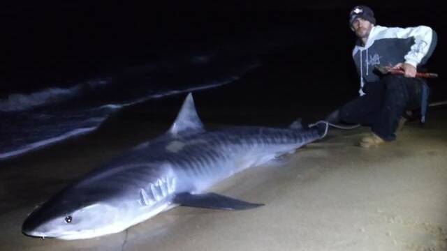 LETTERS TO THE EDITOR: Insane to attract shark to beaches