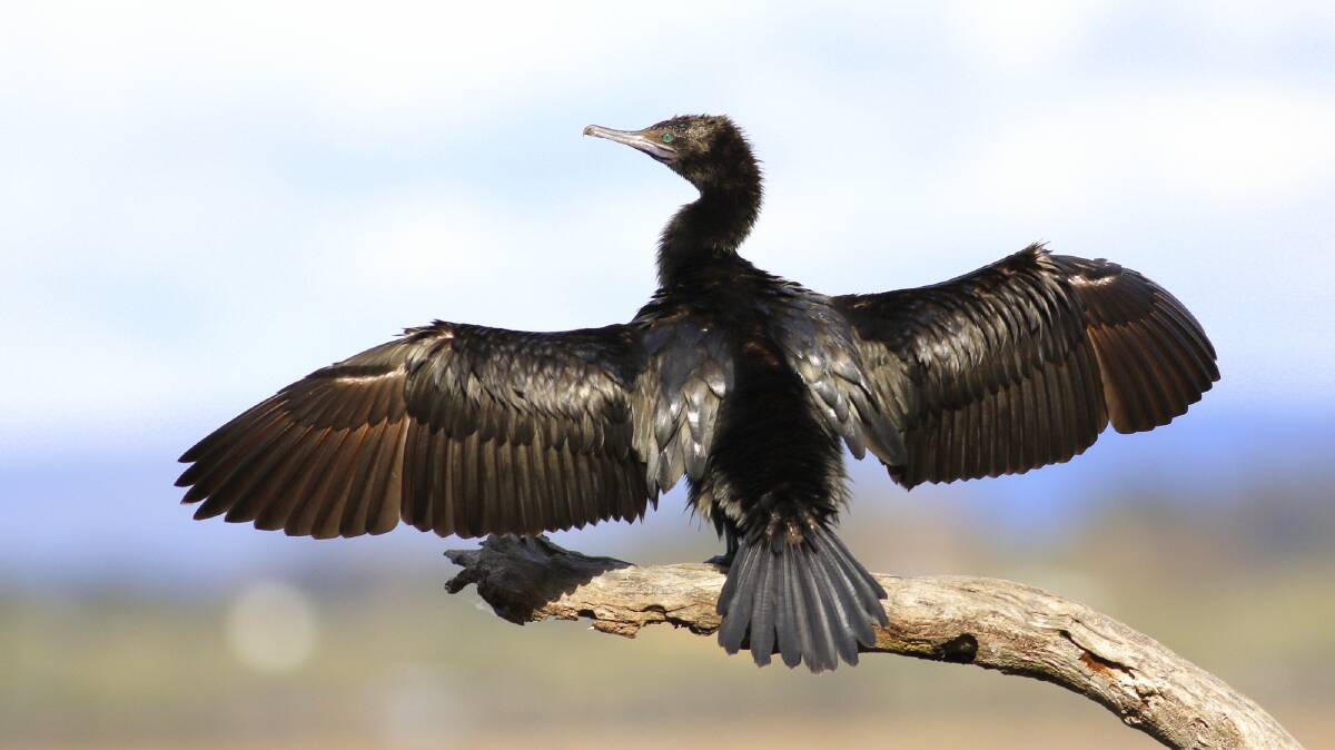Cherilyn Corker sent in this photo of a a Little Black Cormorant, taken at the Mandurah estuary as it was drying its wings. Email your photo to editor@mandurahmail.com.au 