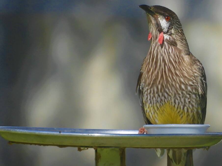 Philip Jones of Silver Sands sent in this photo of a Red Wattle bird in his backyard, on a recently made bird table, made from a old pizza tray on a stake. Email your photo to editor@mandurahmail.com.au 