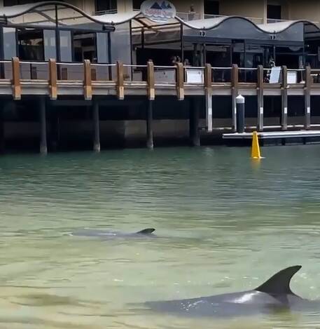 Dolphins frolic in shallows at Dolphin Quay, Mandurah | VIDEO