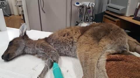 Testing is underway to determine the cause of the joey deaths.