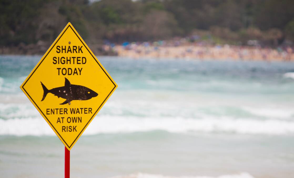 Shark sighted 50 metres offshore at Avalon Point
