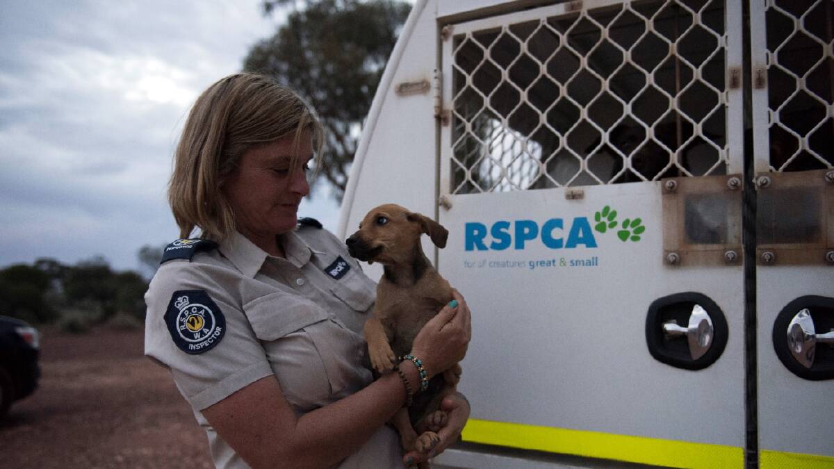 RSPCA WA has 11 inspectors to deal with animal cruelty and neglect across the state. Photo: Supplied.