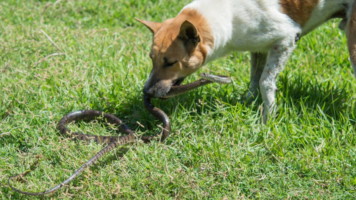 Once bit, twice shy: Snake aversion training for Mandurah dog owners