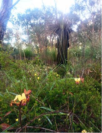 Preserving the environment: The City of Mandurah provided this photo of orchids at Linville Reserve in Falcon, intact, after recent prescribed burns.