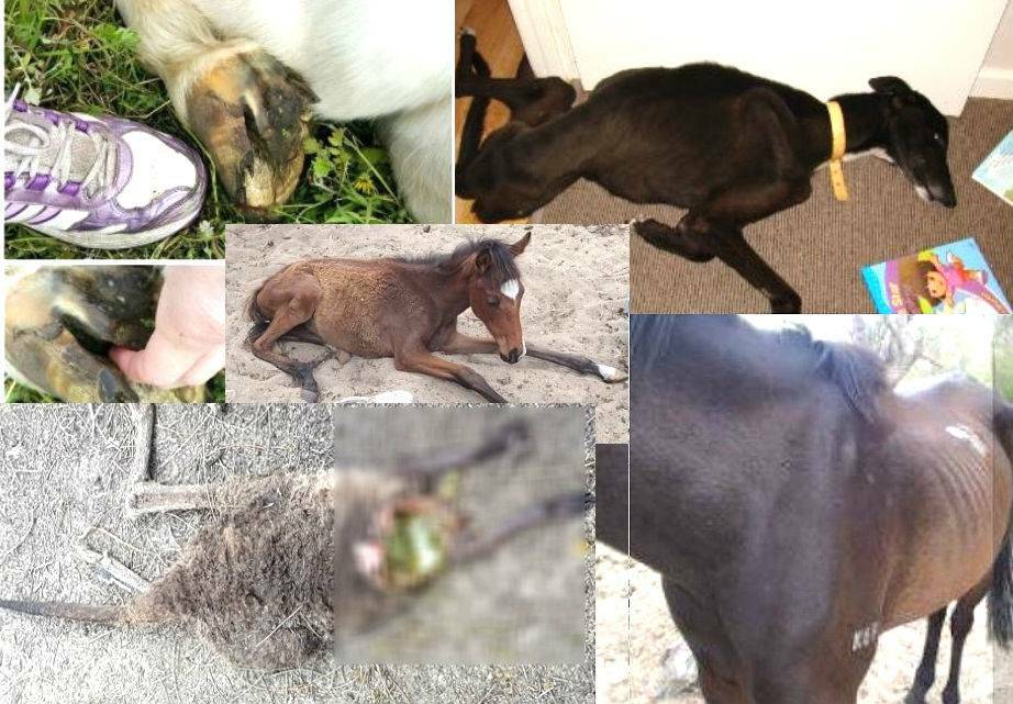 Shocking: RSPCA photos from a handful of Mandurah animal cruelty cases which have been before the court. Photos: Supplied.