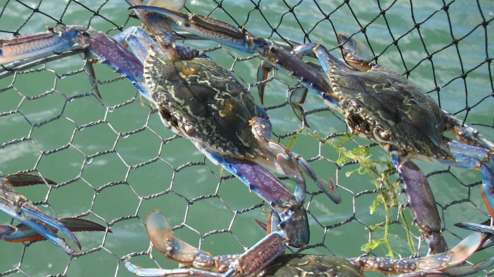 Government to buyback Mandurah commercial fishing licences, big boost for recreation sector