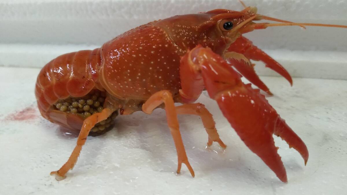 An invasive red swamp crayfish with eggs. Photo is supplied.