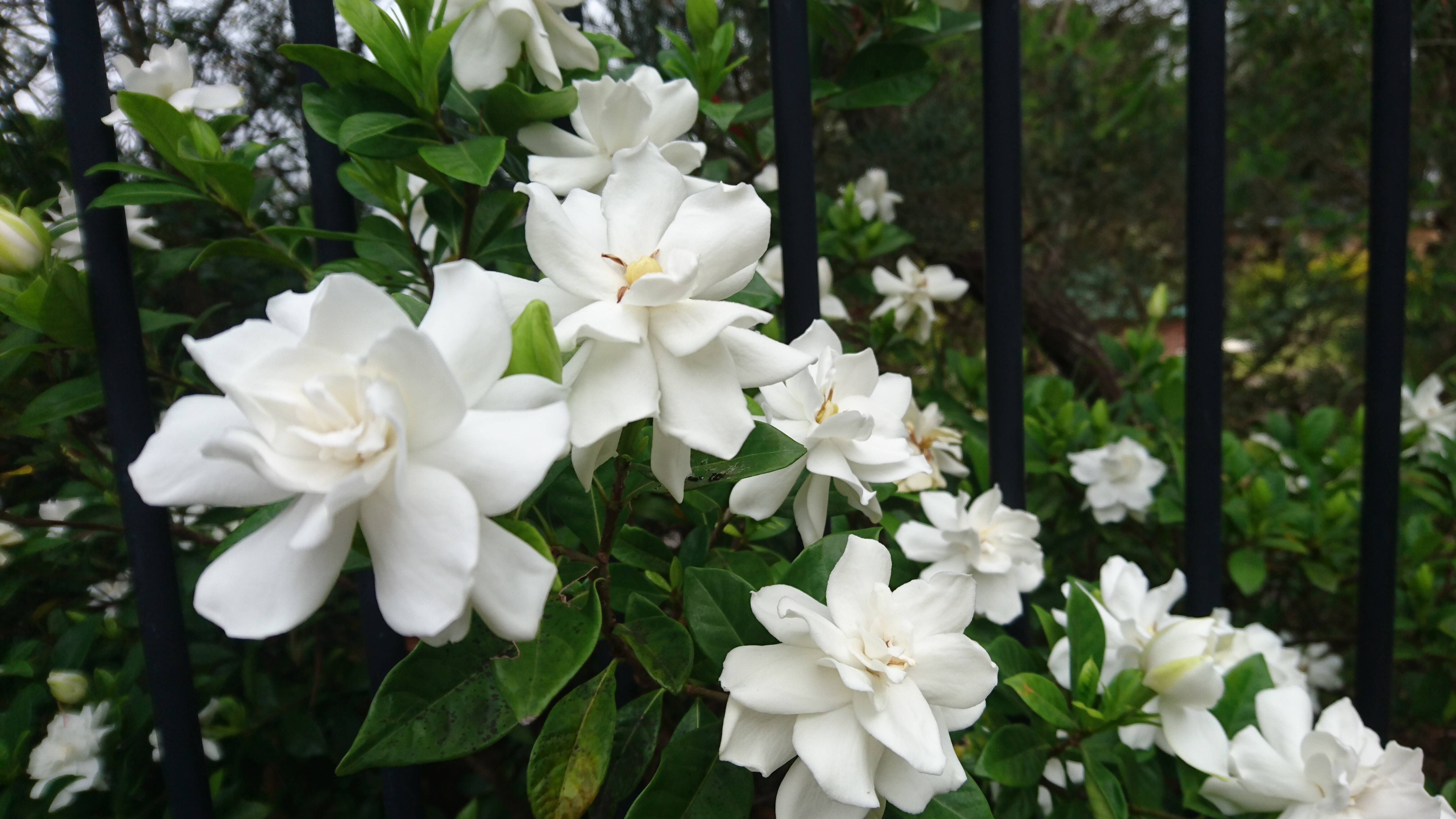 How to get the best from gardenias, the unofficial scent of summer |  Mandurah Mail | Mandurah, WA