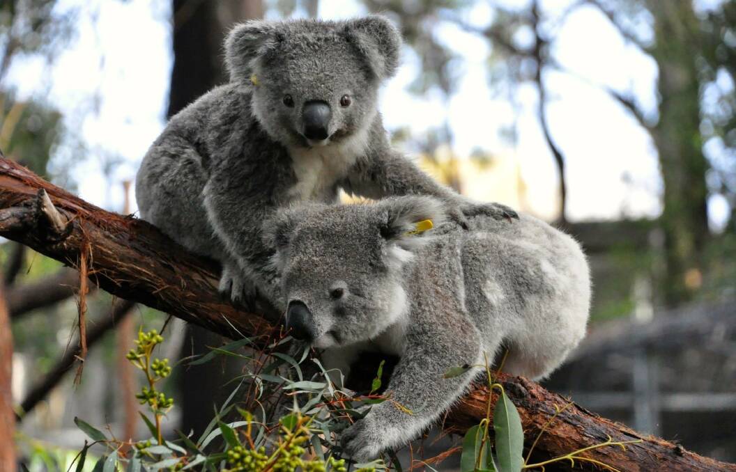 A multi-million dollar injection of donations will be used to build a new breeding facility at Port Macquarie Koala Hospital.