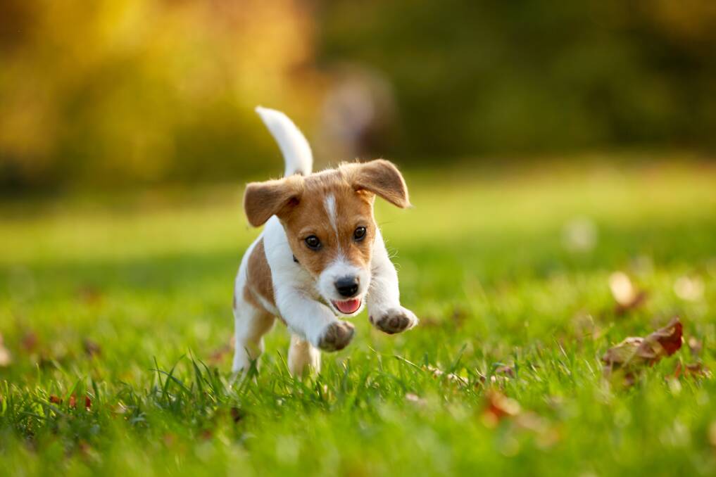 HIGH ENERGY: There are a few things to keep in mind when introducing your puppy to exercise.