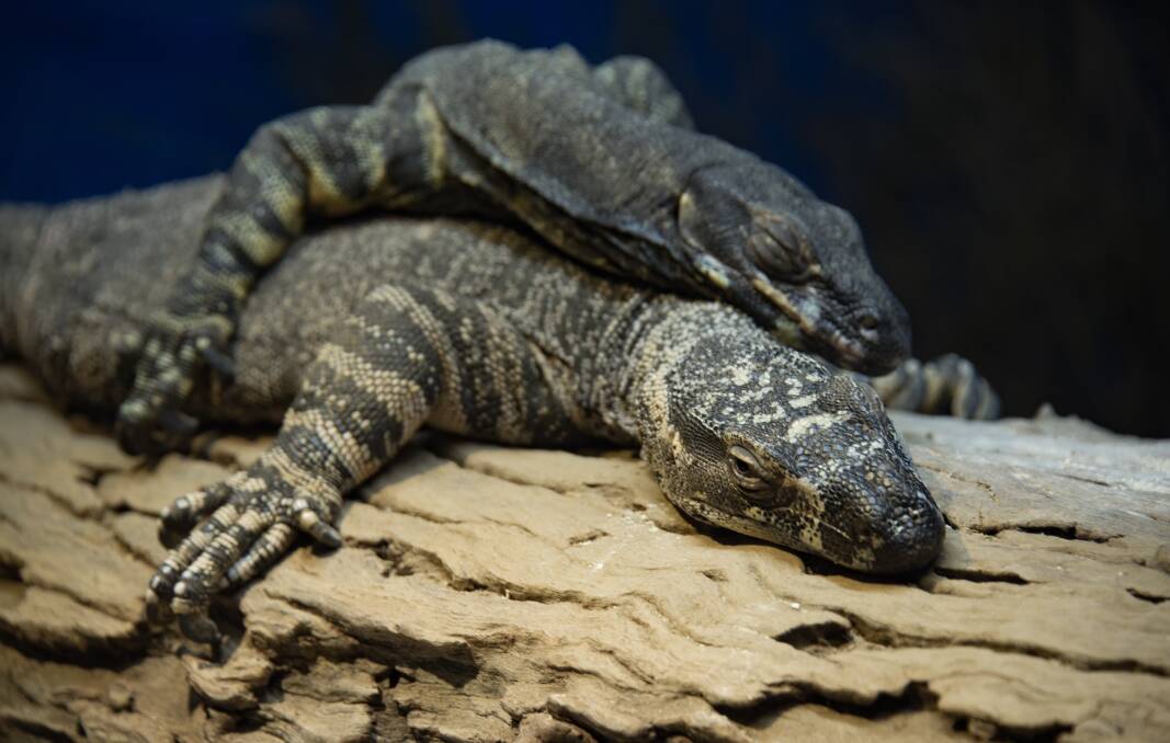 Goannas can be cute too, kind of. Picture: Shutterstock