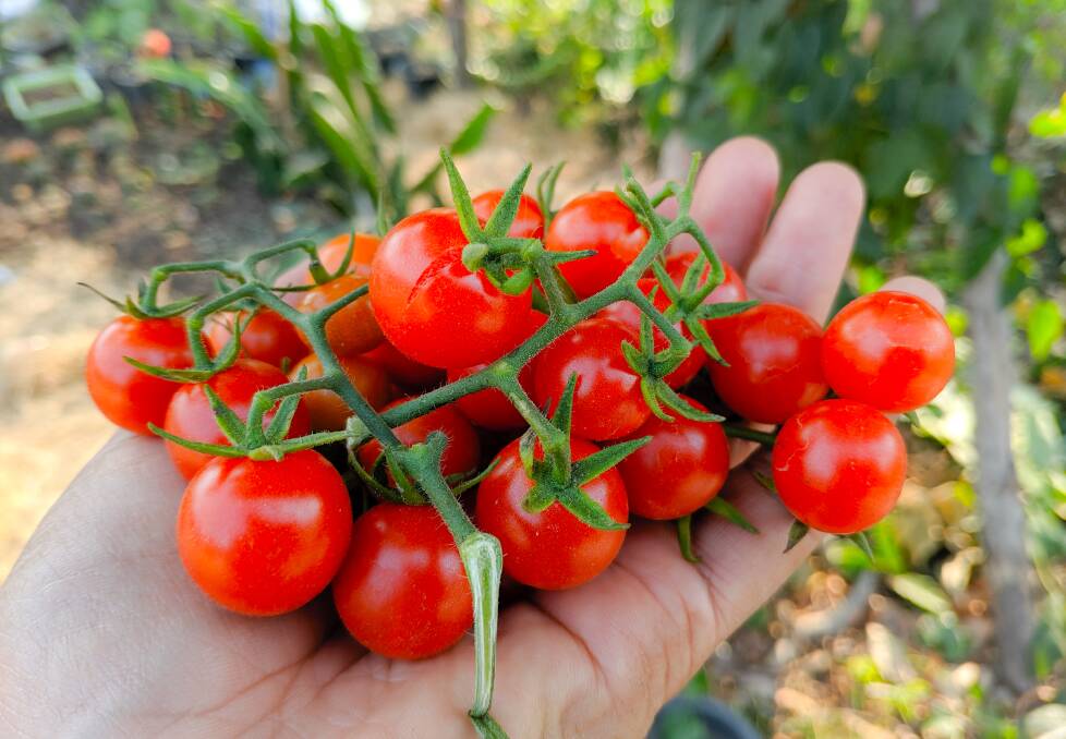 The effort will be worth it when you are harvesting your own vine-ripened tomatoes. Picture: Shutterstock