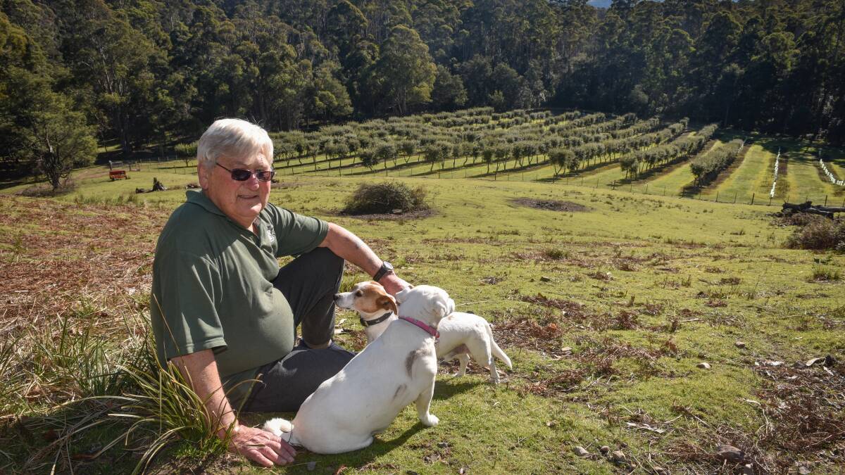 Lung transplant recipient Noel McCaffery, with dogs Annie and Jock, take in the view of their truffle farm in Tasmania. Picture: Paul Scambler