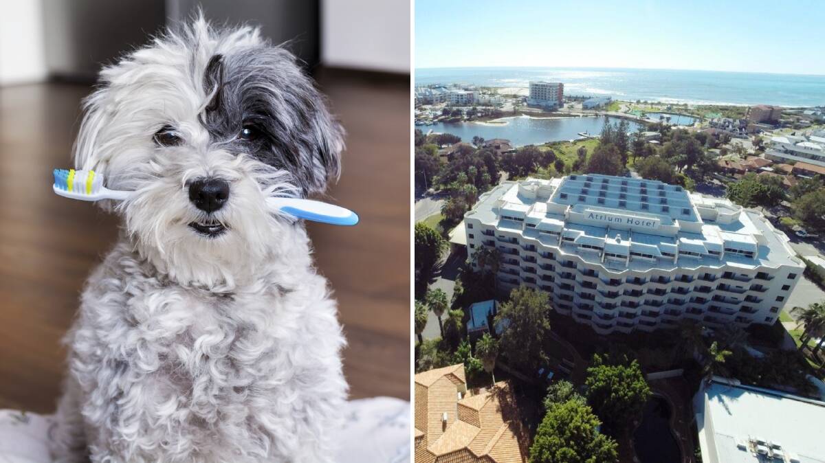 Pet paradise or barking mad? What do you think about the Atrium Hotel opening their doors to furry friends? Photos: Shutterstock/Supplied.